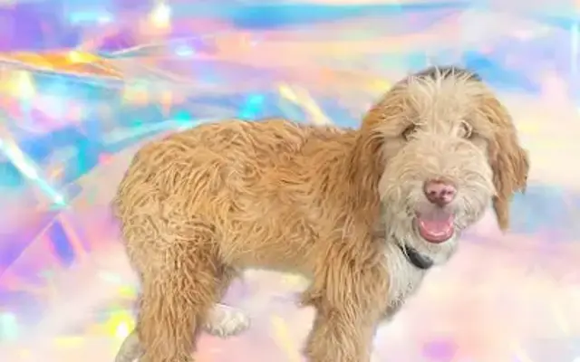 Pawbulous Dog Spa in Phoenix, AZ