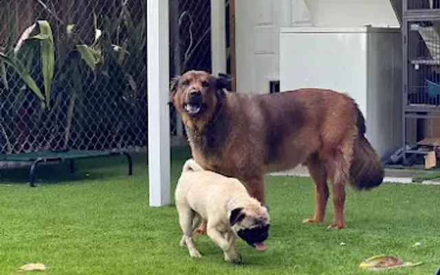 Amigo Pet Center | Enrichment Daycare & Boarding in North Miami(Formerly Paws n' Tails) in North Miami, FL