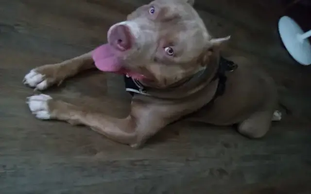 Paw by Paw walking with Lori Ann Hernandez in Los Angeles, CA
