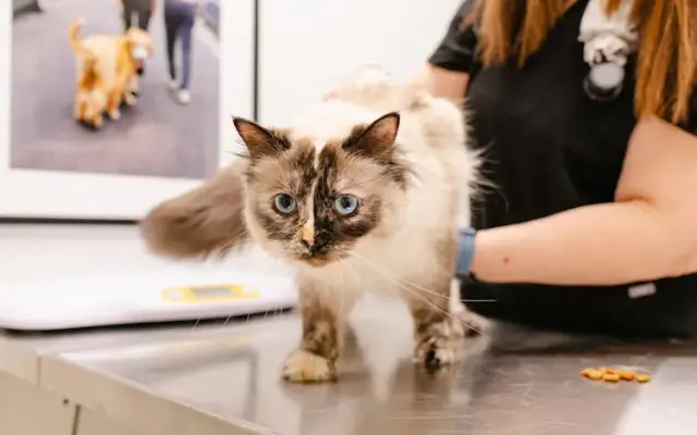 Heart + Paw in King of Prussia, PA