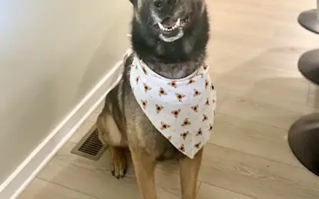 Paws & Bubbles Grooming Co. in Douglasville, GA