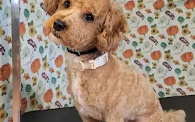 Doggie Stylez Day Spa powderly,ky in Powderly, KY