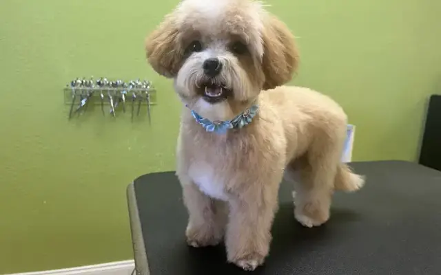 Glamour Paws Pet Salon in Seminole, FL