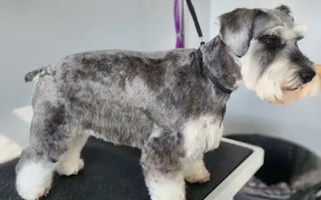 Jessie's Dog Grooming LLC in Marshall, MO
