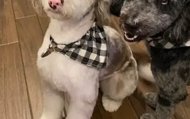 Luxury Canine Spa & Boutique in Orlando, FL