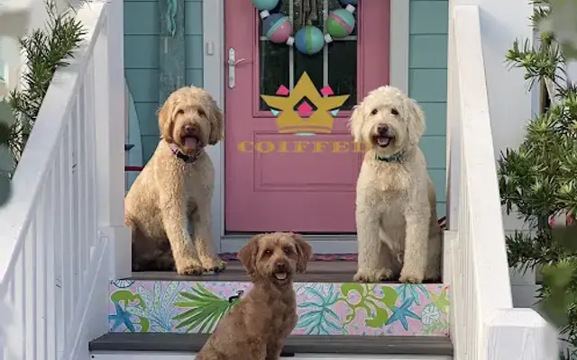 Coiffed Dog Grooming in Carolina Beach, NC