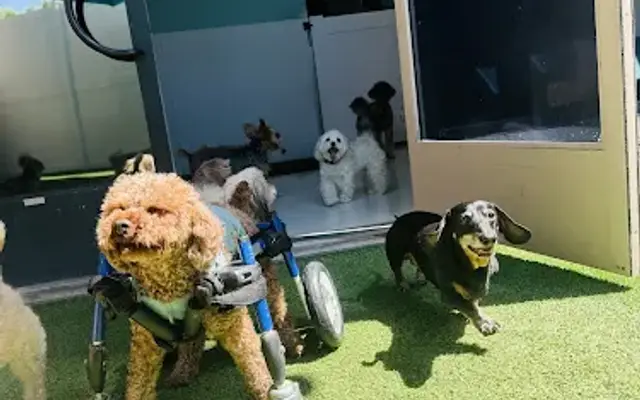 FurBabies Resort and Spa in Scottsdale, AZ
