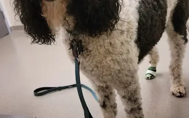 VCA Windsor Animal Hospital in Santa Rosa, CA