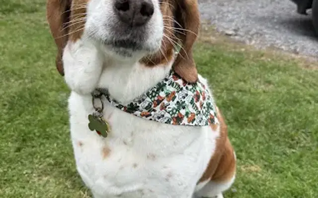 Coal Country Canine in Morgantown, WV