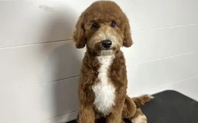 Paws Palace Dog Grooming in St Joe, IN