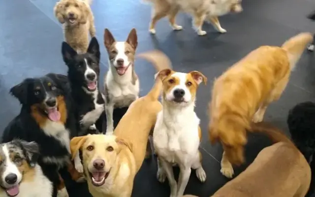 4 Paws Pet Resort & Activity Center in Crystal Lake, IL