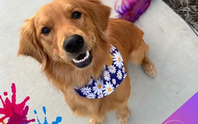 Art Pet Mobile Grooming in Sacramento, CA