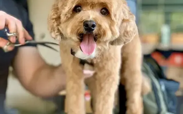 Grooming with Max - Mobile in Folsom, CA