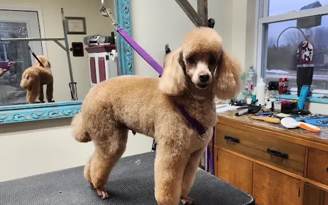 Erica's Grooming in Yorkville, IL