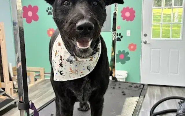 Paws & Petals Grooming Co in Cabot, PA