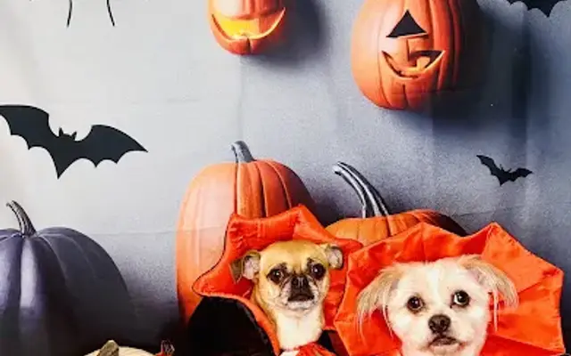 Tali Tails Dog Grooming & Daycare in West Hills, CA