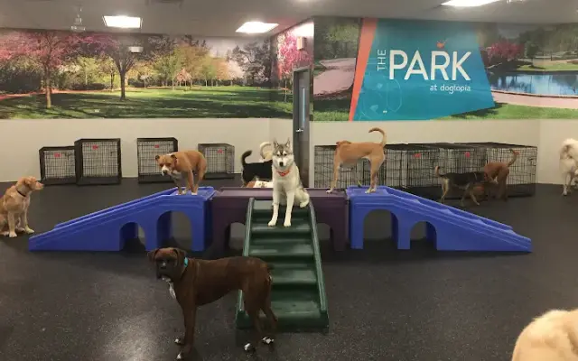 Dogtopia of Plano in Plano, TX