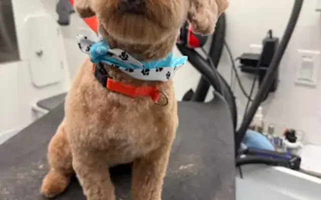 Pup Jam Grooming - Mobile Dog Grooming in Knoxville, TN