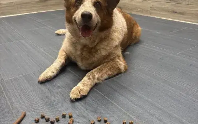 Camp Bow Wow in Lindenhurst, IL