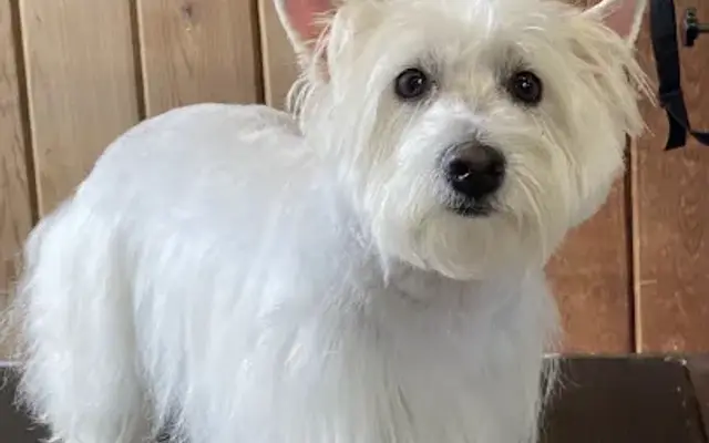 TailWaggers Dog Spa in Holly Ridge, NC