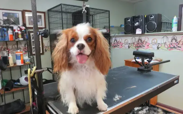 Foster Care Dog Grooming in Mt Vernon, IN