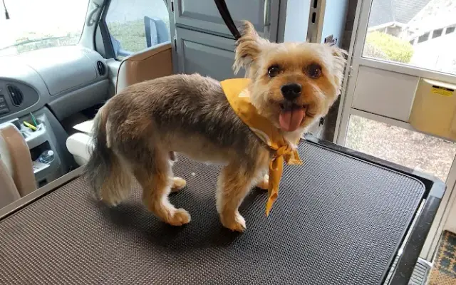 finley's traveling groomers in Gig Harbor, WA