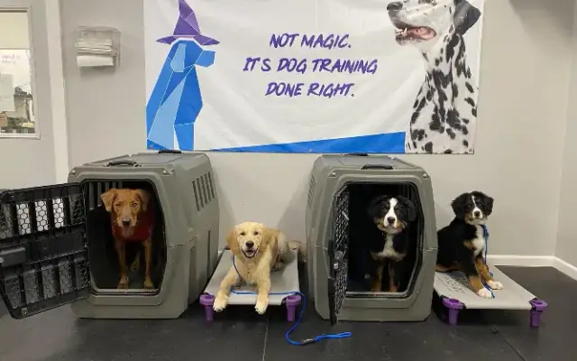 The Dog Wizard Twin Cities in Lake Elmo, MN