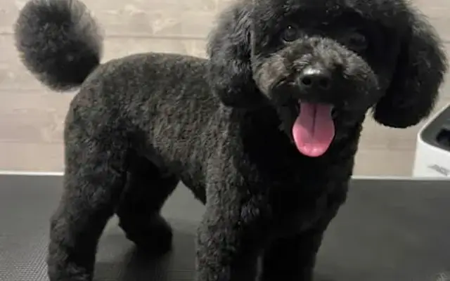 Pawfection by Hanna LLC in Huntington, WV