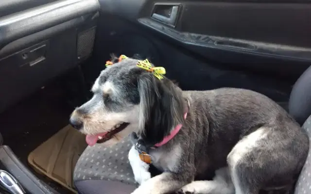 Diana's Grooming & Boarding in Berryville, AR
