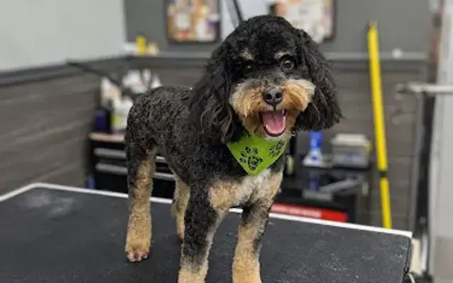 Feather Touch Mobile Grooming in Houston, TX