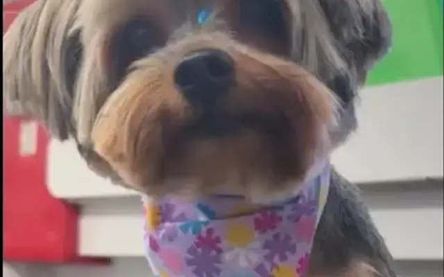Lucky Doggie Pet Spa in Columbus, NJ