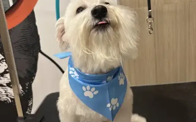 My Little Paws in Aurora, CO