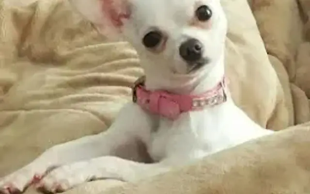 Luxury Pooch Spa in Jacksonville, FL