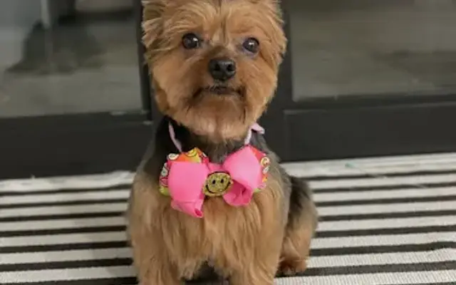 4 Paws Mobile Dog Grooming in Cutler Bay, FL