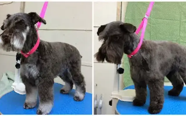 Doggy On Board Grooming in Cornwall-On-Hudson, NY
