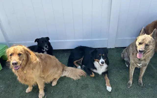 Friendly Paws Pet Resort, LLC in McKees Rocks, PA