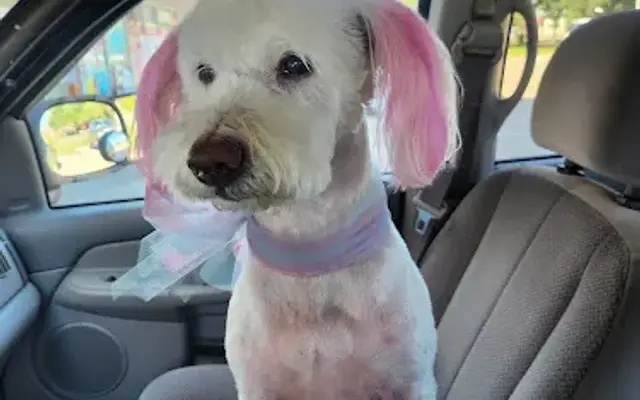 All 4 Paws Grooming in Friendswood, TX