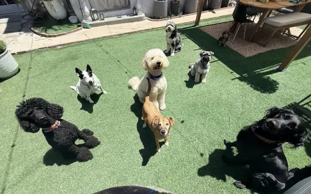 Duke’s Doggy Day Care in Los Angeles, CA
