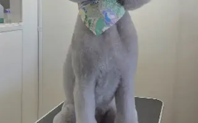Graceful Paws Pet Grooming in Cypress, CA