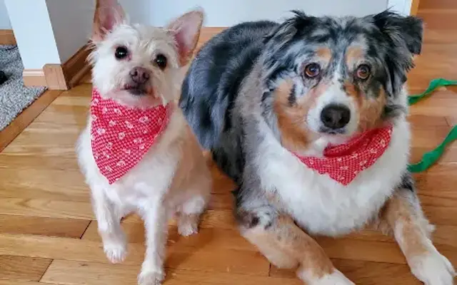 Puppy and Pals Pet Services in Naperville, IL
