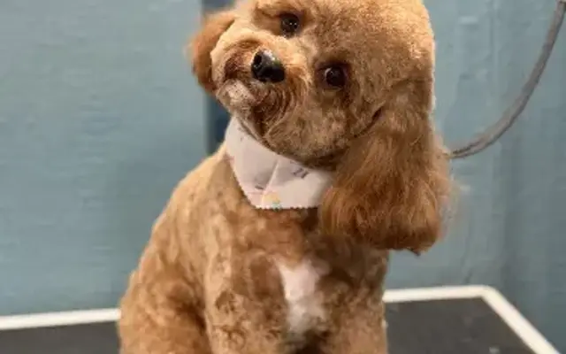 Refined Grooming in La Porte, TX