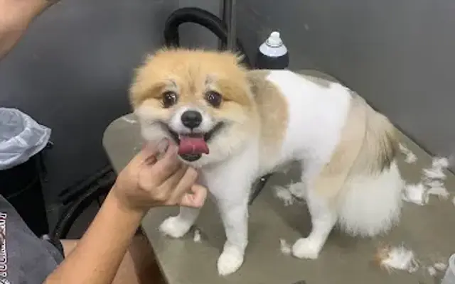 JR Mobile Grooming in Wichita Falls, TX