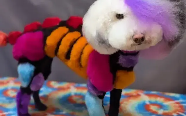Vivid Vibes Dog Grooming in Wichita, KS