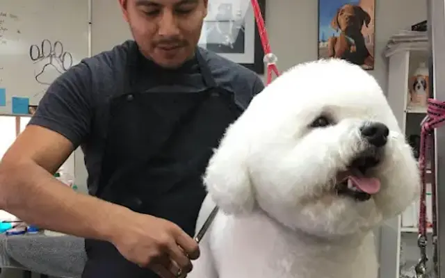 Houston Pet Grooming Academy in Houston, TX