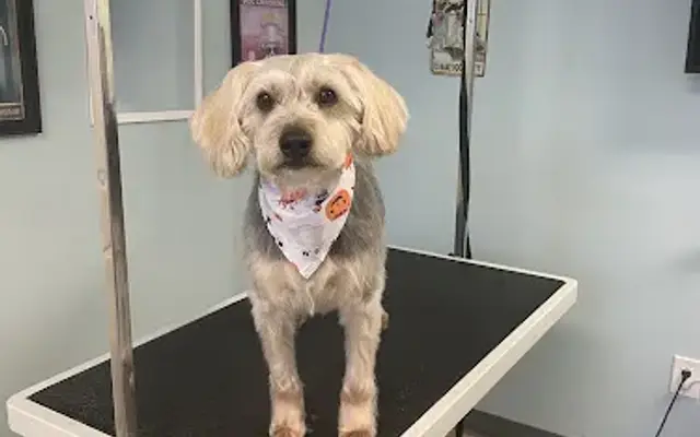 Dazzling Doggos in McMurray, PA