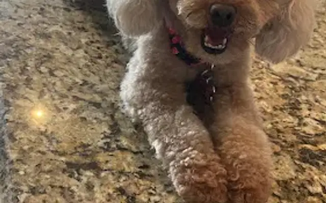 Tito’s pet grooming in Houston, TX