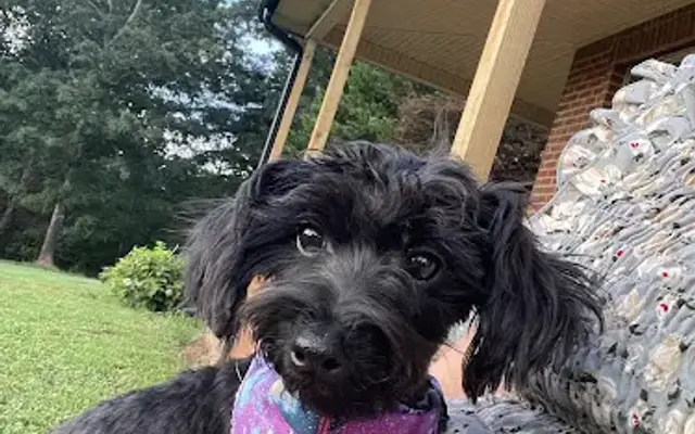D C Grooming in Summerville, GA