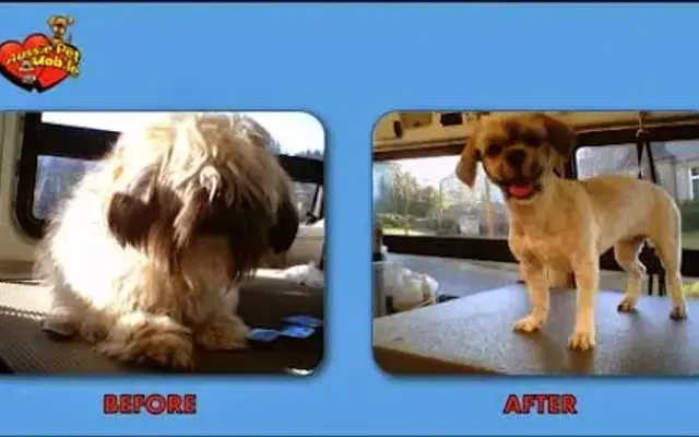 Mobile Pet Grooming of CT in New Canaan, CT