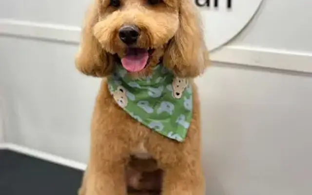 Barklean | Mobile Pet Grooming in Coral Springs, FL