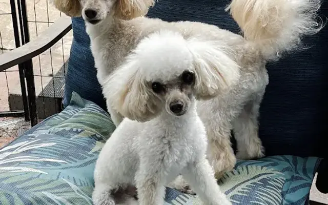 Jessie's Mutts n' Cutts in Pelham, GA